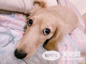 汪趁家人忙着准备晚餐时 偷叼阿嬷的匏瓜狂嗑