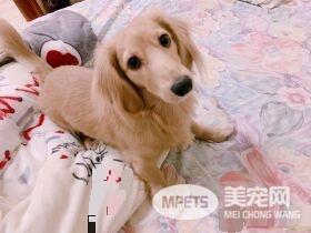 汪趁家人忙着准备晚餐时 偷叼阿嬷的匏瓜狂嗑
