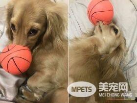 汪趁家人忙着准备晚餐时 偷叼阿嬷的匏瓜狂嗑