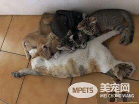 猫妈胸前挂两丧尸超辛苦 上厕所也不得安宁