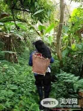 超甜蜜的负担! 把拔背13公斤的爱犬下山