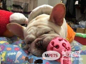 汪星人门口当守卫 再累都能够坐着打瞌睡