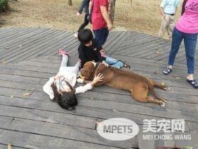 恶霸犬不要抱抱只要球球 逗趣可爱模样笑翻网友