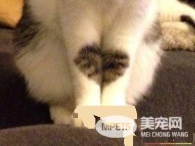 爱猫养的了一年多 才发现可爱的爱心图案