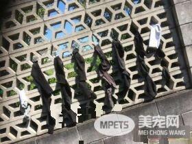 女子受找不到袜子困扰 留纸条找到袜子小偷