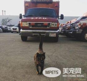 乖巧消防猫遭匿名投诉 下令被迫搬出消防局