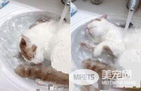 美喵贵妃姿躺洗脸盆 酥麻娇声唤奴才按摩