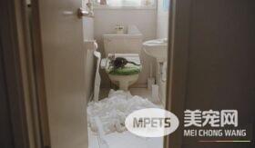 日本Google猫奴系列广告 7种只有内行人才懂的瞬间