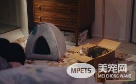 日本Google猫奴系列广告 7种只有内行人才懂的瞬间