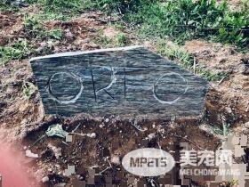 星际异攻队火箭浣熊发病去世 粉丝纷纷留言悼念