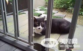 兽医分享往事收到主人留言 结局让万名网友泪崩