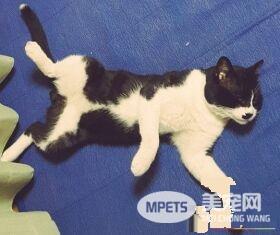 兽医分享往事收到主人留言 结局让万名网友泪崩
