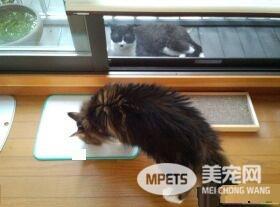 兽医分享往事收到主人留言 结局让万名网友泪崩