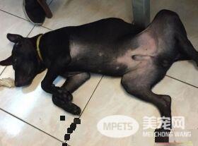吃豆腐吃的太明显啦! 好色米克斯专挑美女下手
