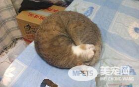 对猫毛严重过敏 依旧守护爱猫21个年头