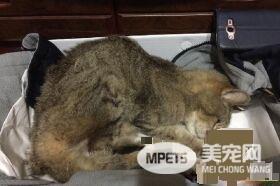 对猫毛严重过敏 依旧守护爱猫21个年头