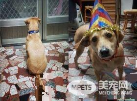 将被安乐死的米克斯汪 被收编后成受宠爱小孩