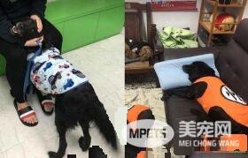 浪浪收编后阿公阿嬷抚养 成贪吃幸福汪