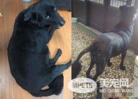 浪浪收编后阿公阿嬷抚养 成贪吃幸福汪