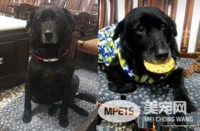 浪浪收编后阿公阿嬷抚养 成贪吃幸福汪