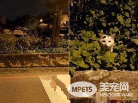 怎么这么晚才来? 小可爱浪浪撒娇等罐罐