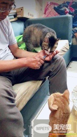 下班阿公阿嬷一人喂一只 喵孙被当人类小孩在疼