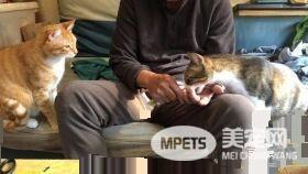 下班阿公阿嬷一人喂一只 喵孙被当人类小孩在疼