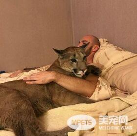 美洲狮在动物园被虐待 被新主人收编成乖巧家宠