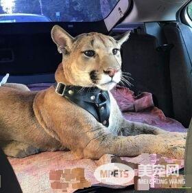 美洲狮在动物园被虐待 被新主人收编成乖巧家宠
