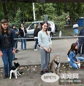 美洲狮在动物园被虐待 被新主人收编成乖巧家宠