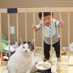 猫哥哥和人类弟弟的成长日记 看起来超级幸福!