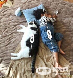 猫哥哥和人类弟弟的成长日记 看起来超级幸福!
