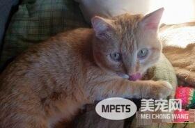喵咪被长程卡车司机收编 一拍即合成最佳拍档!