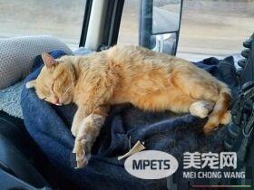 喵咪被长程卡车司机收编 一拍即合成最佳拍档!