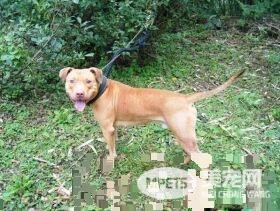 基隆比特犬安置收容所 动保员接触发现非常亲人
