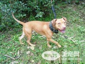 基隆比特犬安置收容所 动保员接触发现非常亲人