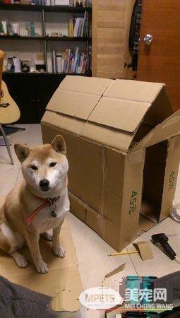 浪犬跳上机车求助 这一载便开启了狗奴才生活