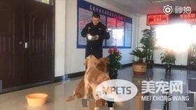 黄金猎犬兄弟档走丢 却不急着找主人只顾讨吃