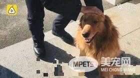 黄金猎犬兄弟档走丢 却不急着找主人只顾讨吃