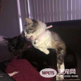 猫咪去世遗物制成纪念卡 好朋友对着猫毛又黏又蹭
