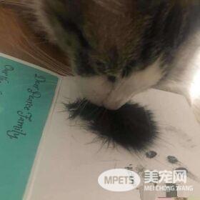 猫咪去世遗物制成纪念卡 好朋友对着猫毛又黏又蹭
