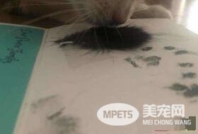 猫咪去世遗物制成纪念卡 好朋友对着猫毛又黏又蹭