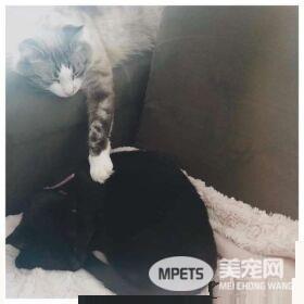 猫咪去世遗物制成纪念卡 好朋友对着猫毛又黏又蹭