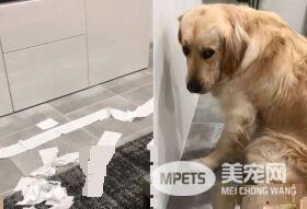 阿金闻到柠檬气味超激动 综艺摔倒地躲避臭味攻击