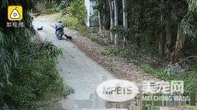 男子爱吃狗肉 用自己的小花狗引诱路边狗