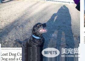 黑拉拉意外走失 回来时结交山羊白拉拉朋友