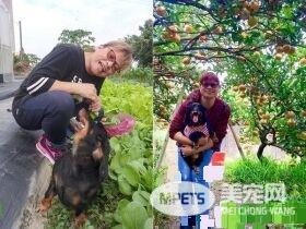 和狗狗一起生病差点被送养 如今成妈妈亲生的