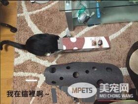 猫奴买猫隧道孝敬猫咪 不过主子好像更爱纸箱