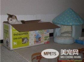 猫奴买猫隧道孝敬猫咪 不过主子好像更爱纸箱