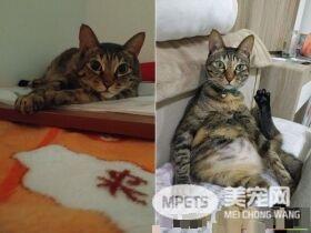 喵想要和妈咪挤一起取暖 自备被被也太可爱了
